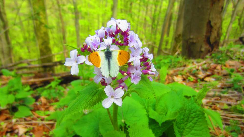 Judasschilling_Aurorafalter