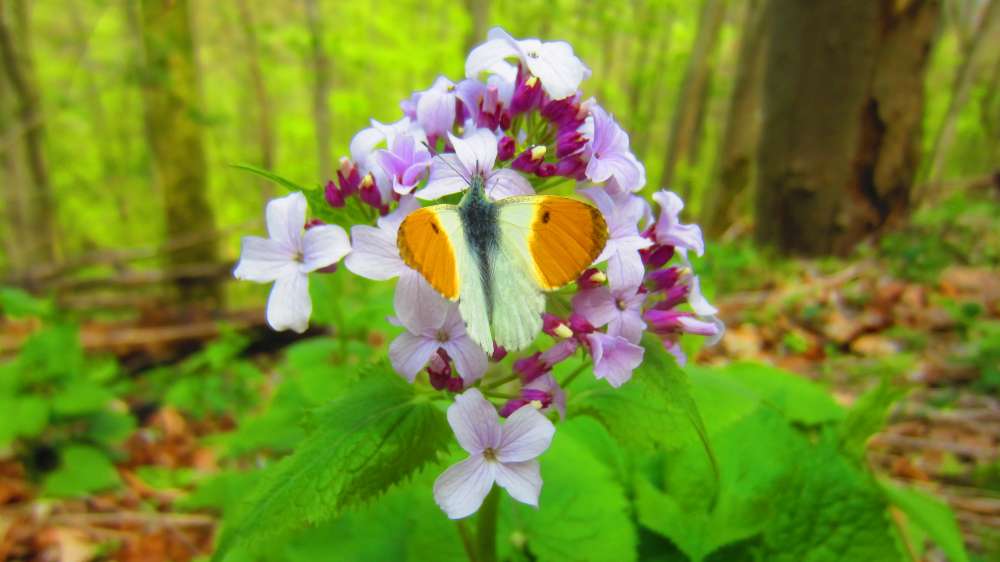 Judasschilling_Aurorafalter