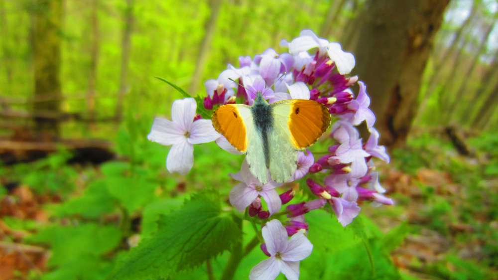 Judasschilling_Aurorafalter