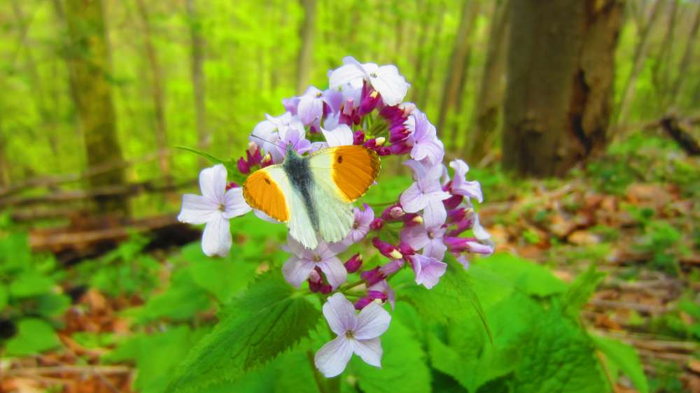 Judasschilling_Aurorafalter