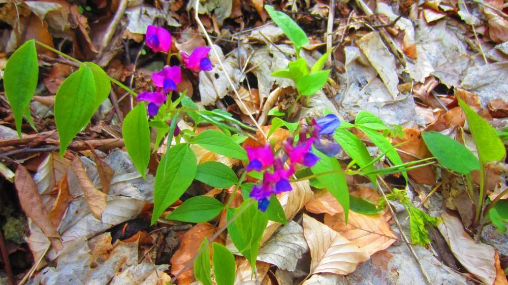 Fruehlingsplatterbse