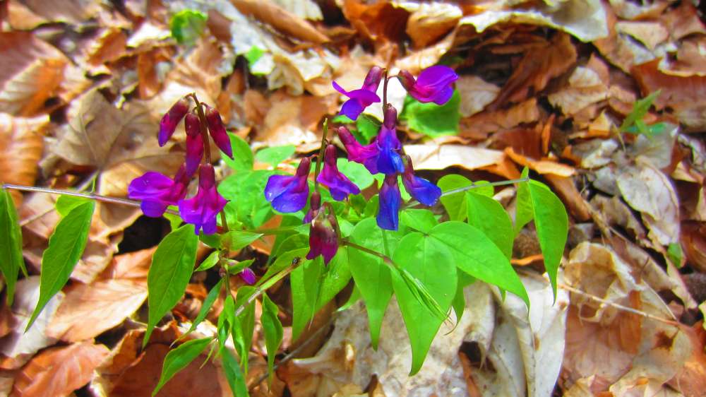 Fruehlingsplatterbse