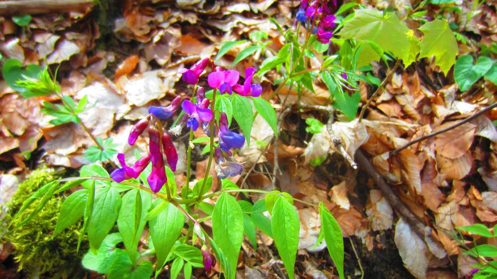 Fruehlingsplatterbse