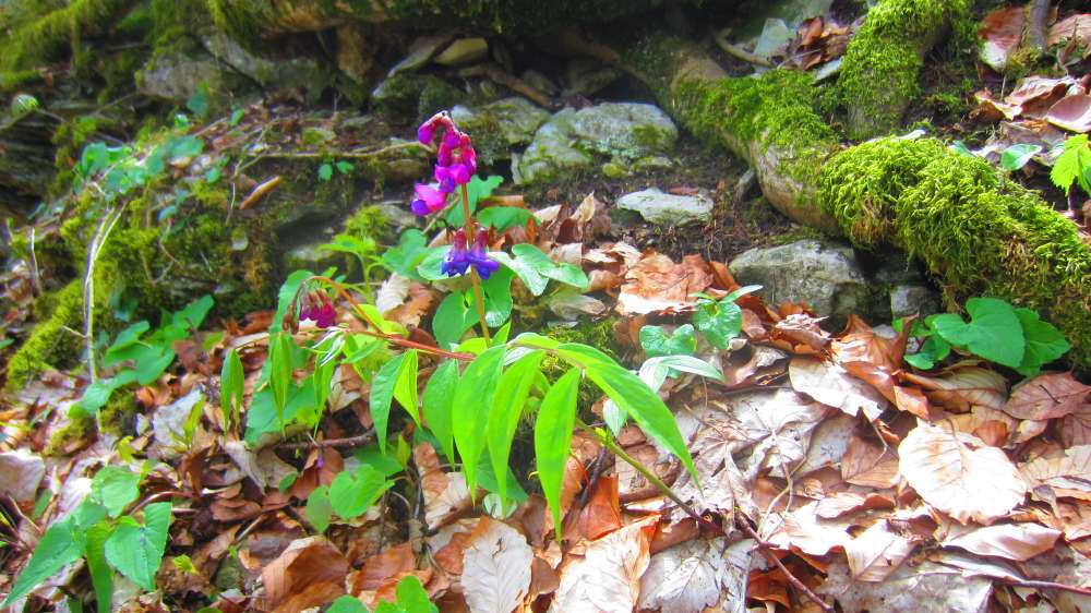 Fruehlingsplatterbse