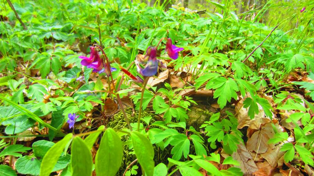 Fruehlingsplatterbse