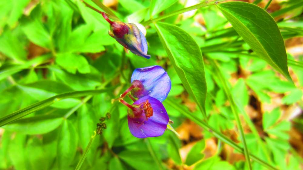 Fruehlingsplatterbse