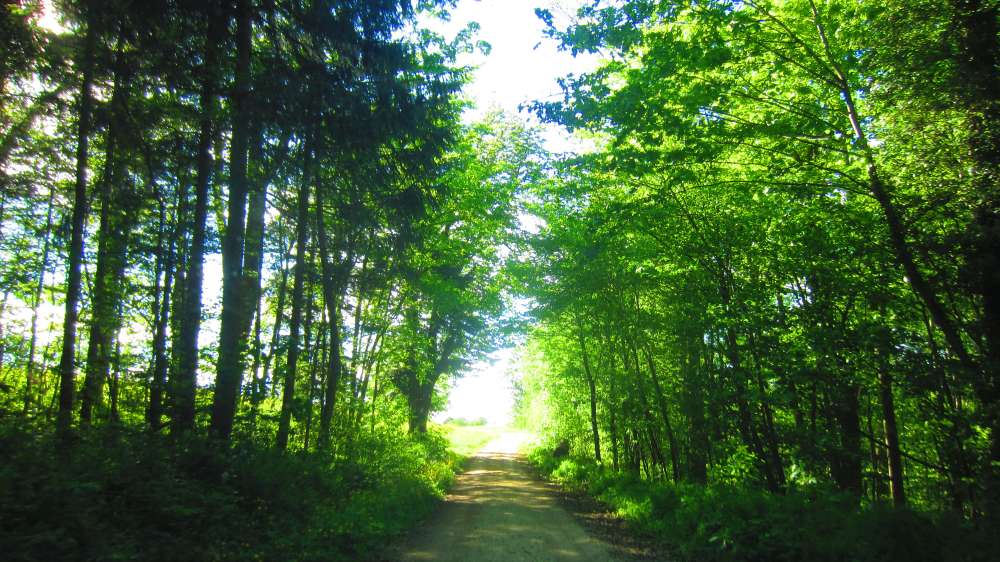 Waldweg