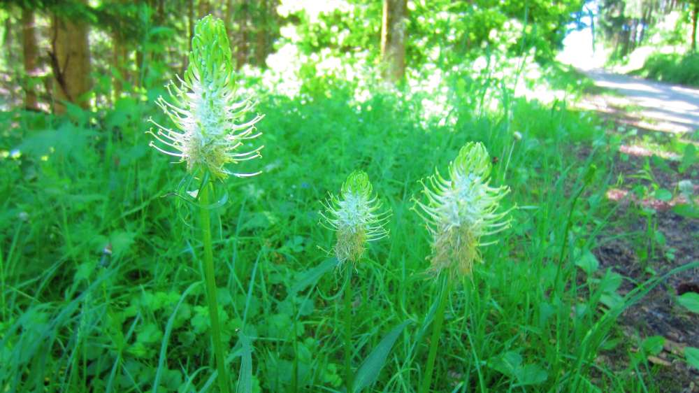 aehrige_Teufelskralle