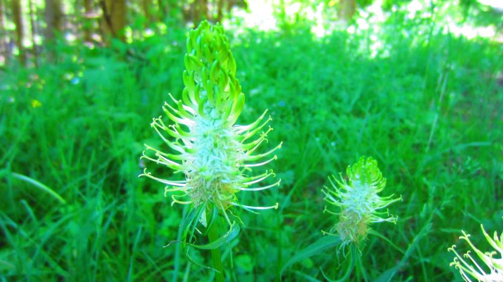 aehrige_Teufelskralle