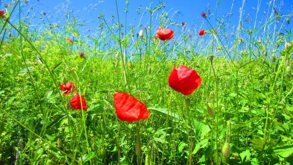 Mohn