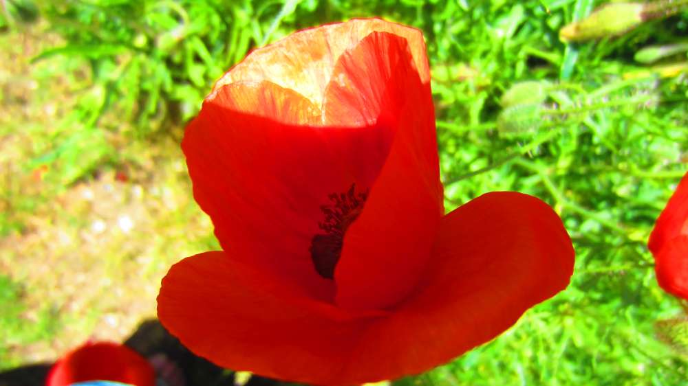 Mohn