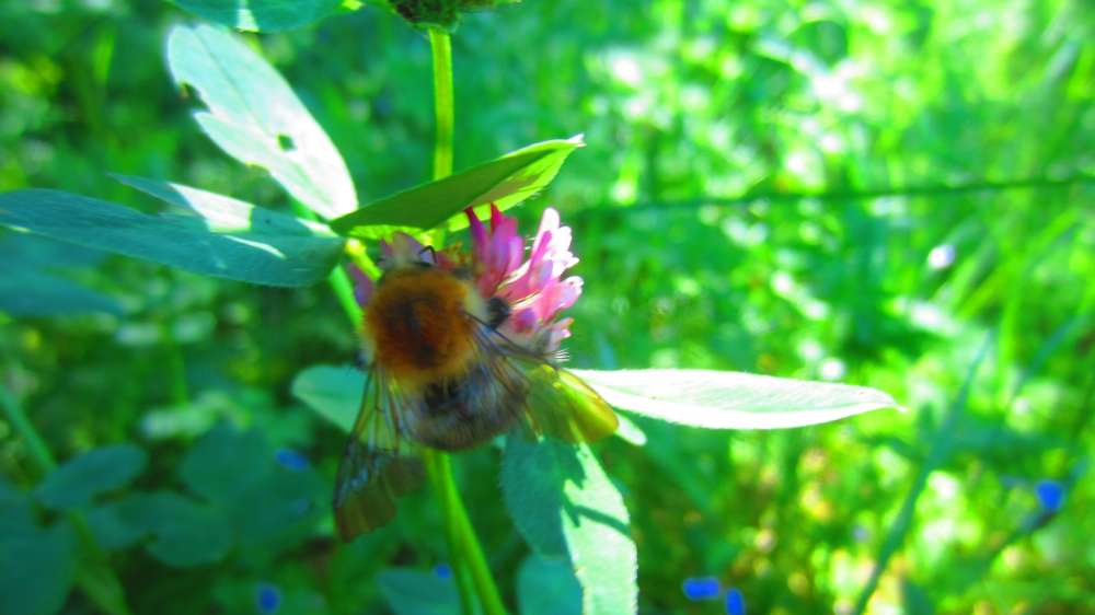 Klee_mit_Hummel
