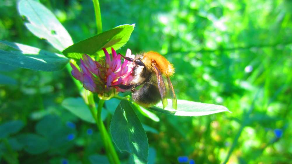 Klee_mit_Hummel