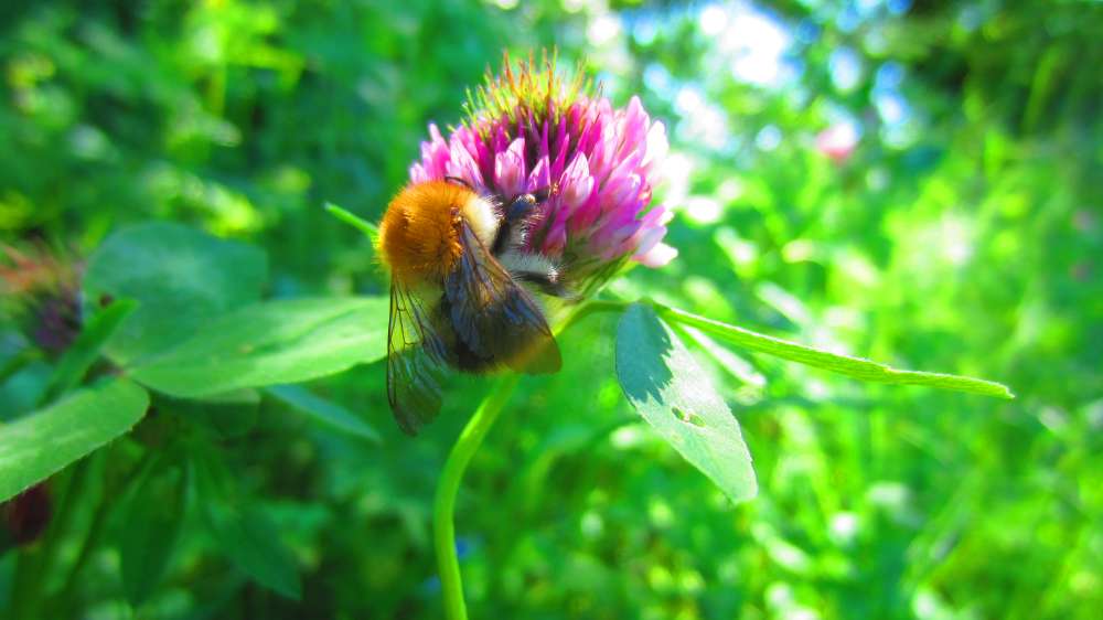 Klee_mit_Hummel