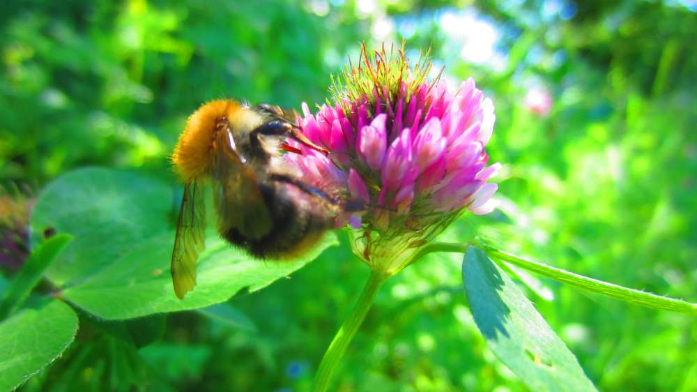 Klee_mit_Hummel