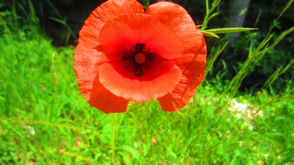 Mohn