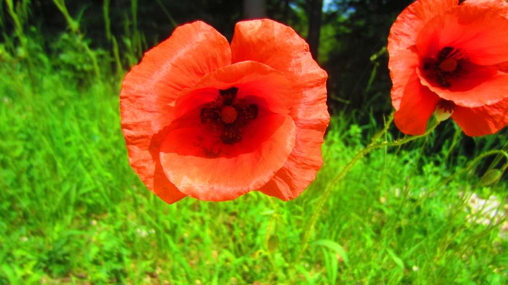Mohn