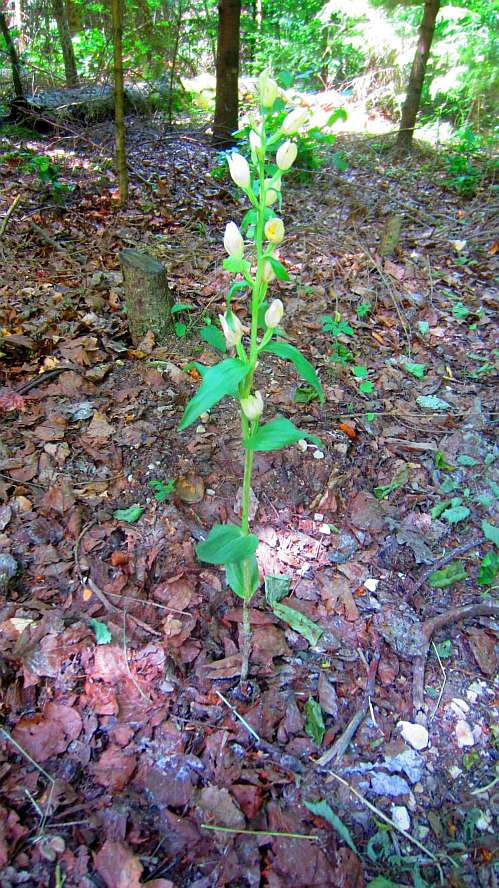 Weisses_Waldvoeglein