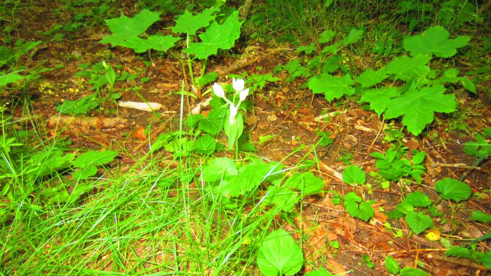 Weisses_Waldvoeglein