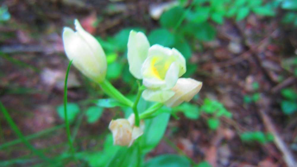 Weisses_Waldvoeglein