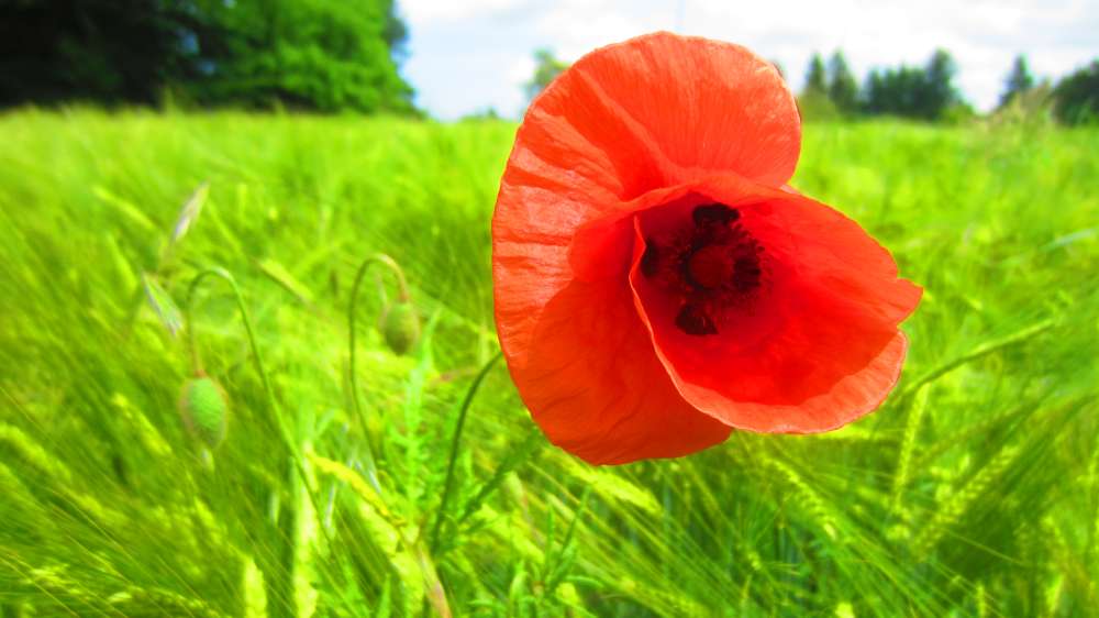 Mohn