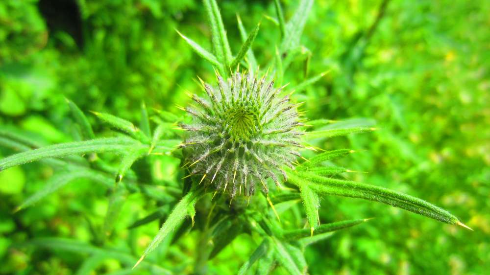Distel