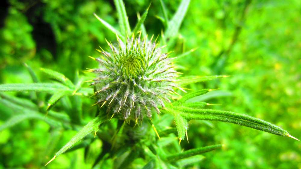 Distel