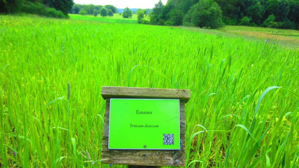 Emmer