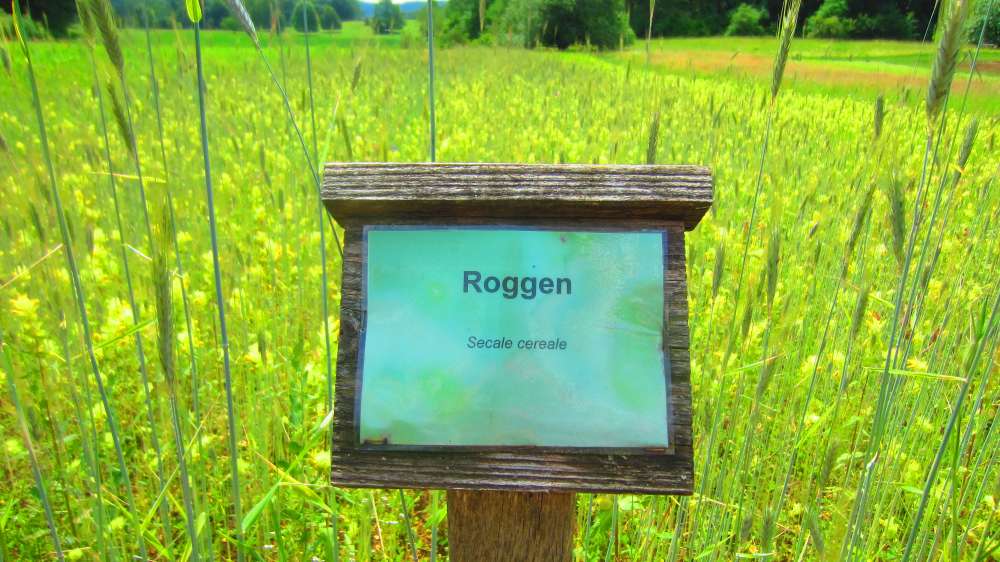 Roggen