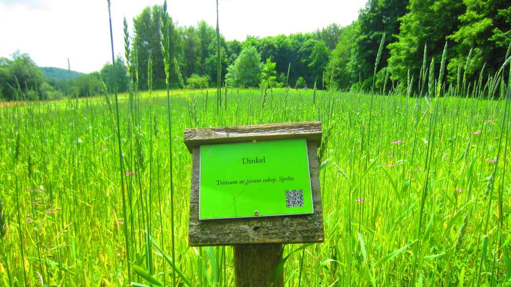 Dinkel