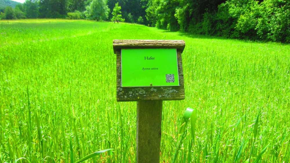 Hafer