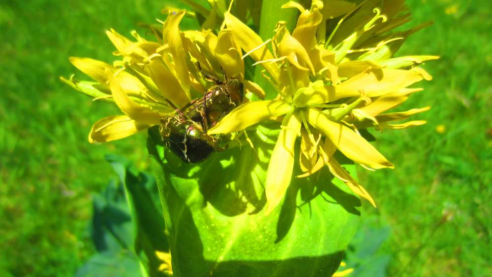 gelber_Enzian_Kaefer