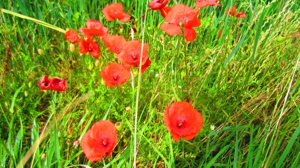 Mohn