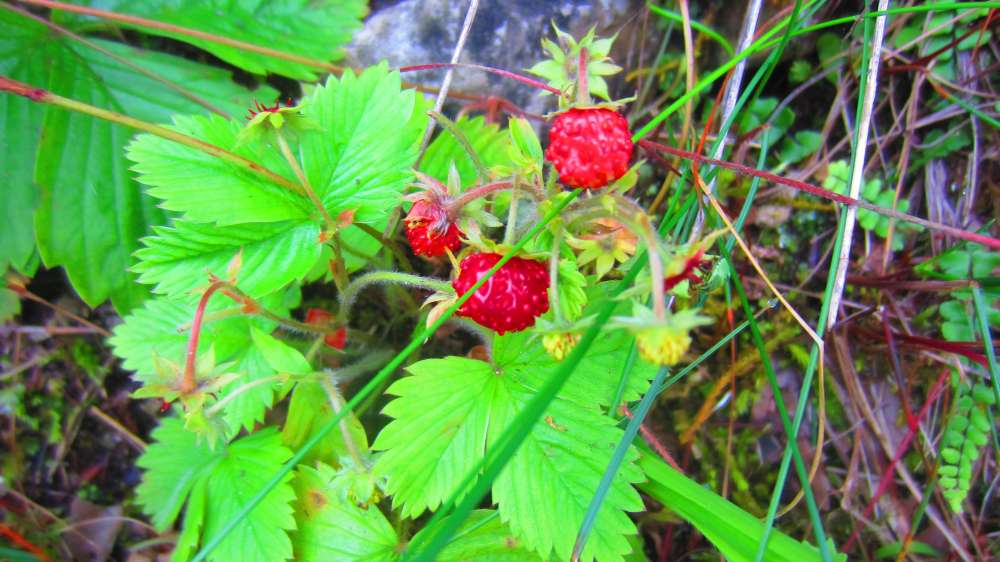 Erdbeeren