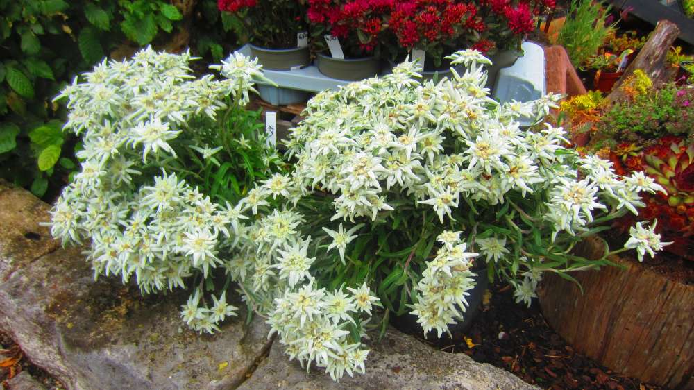 Edelweiss