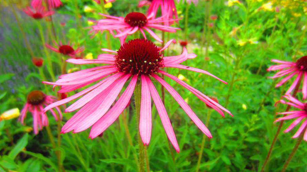 Echinacea
