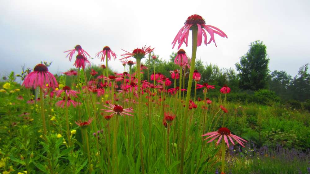 Echinacea