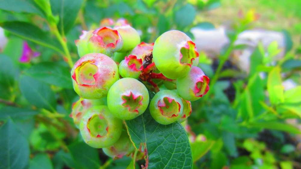 Heidelbeeren