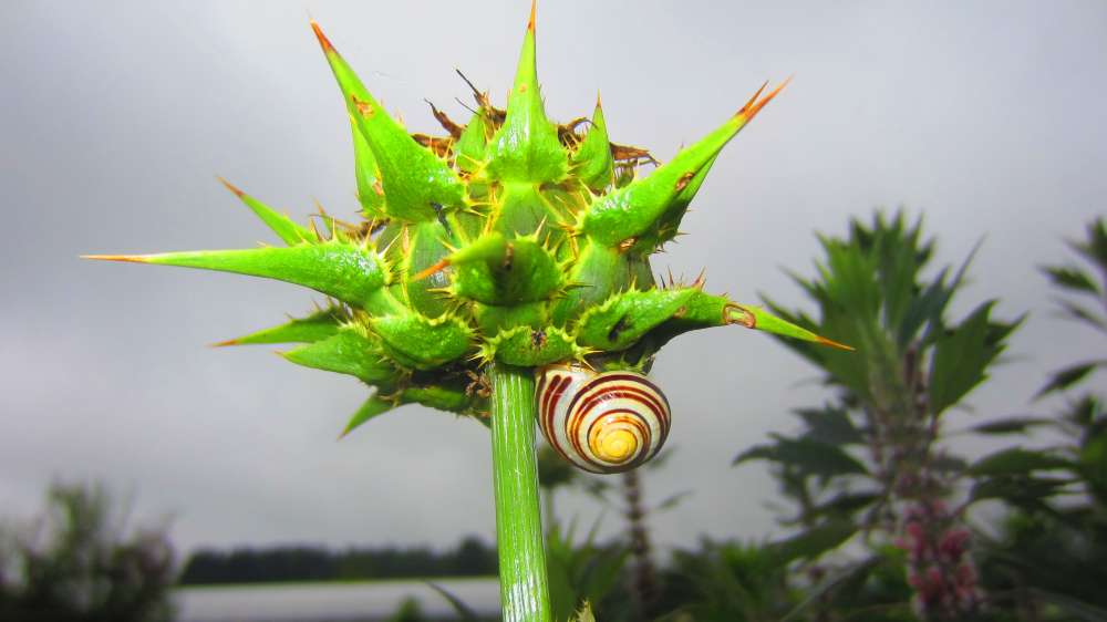 Distel_mit_Schnecke