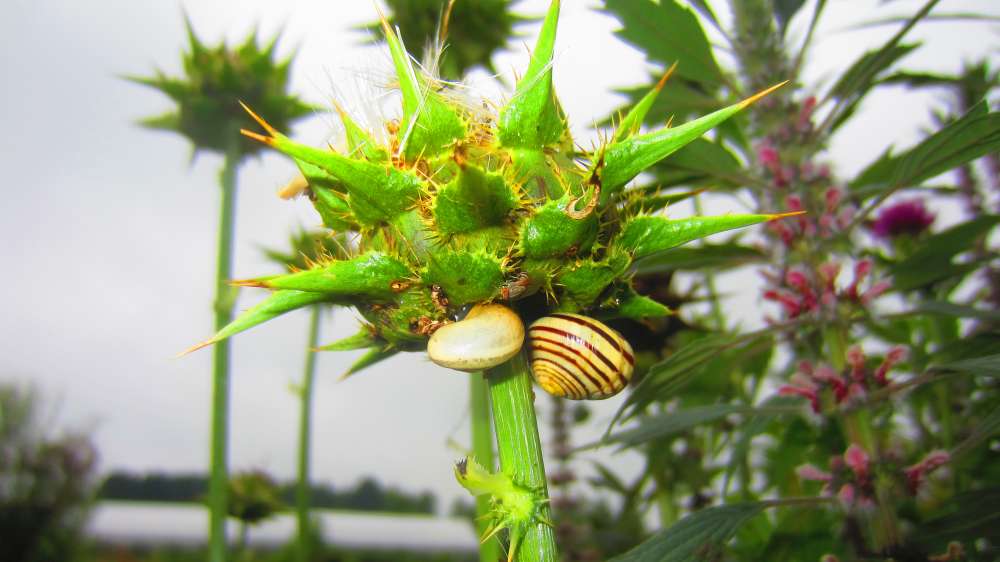 Distel_mit_Schnecke
