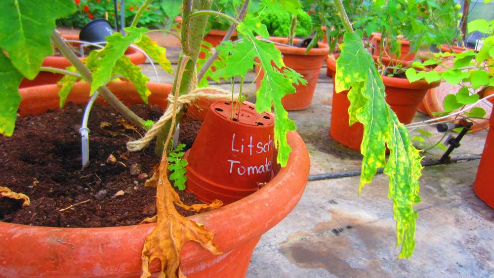 LitschyTomate