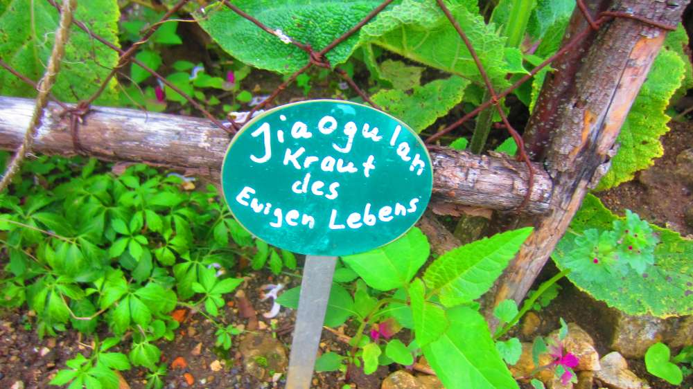 Kraut_des_ewigen_Lebens