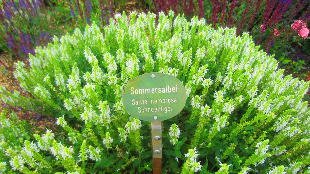 Sommersalbei