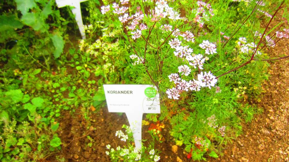 Koriander