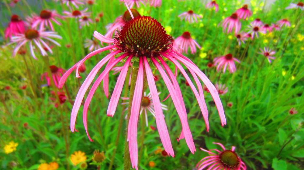 Echinacea