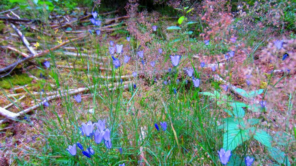 Glockenblumen