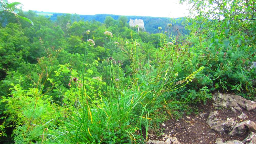 Knoblauchfelsen_Lauch