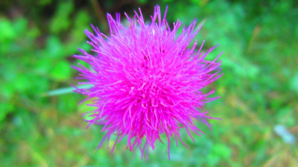 Distel