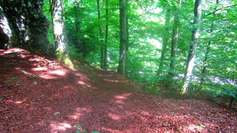 Waldweg