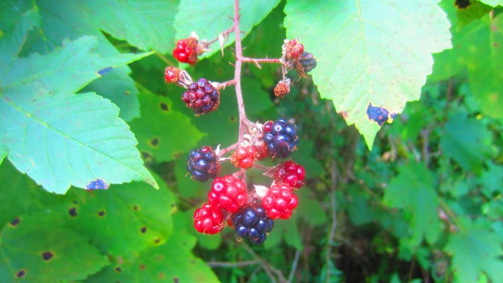 Brombeeren